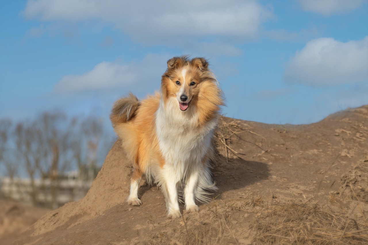 races de chien qui aiment passer inaperçues