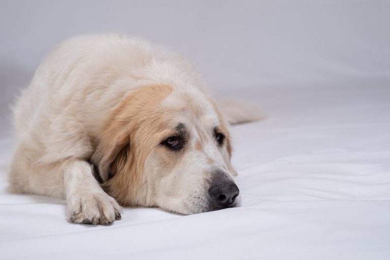 4 races de chien qui adorent les câlins 