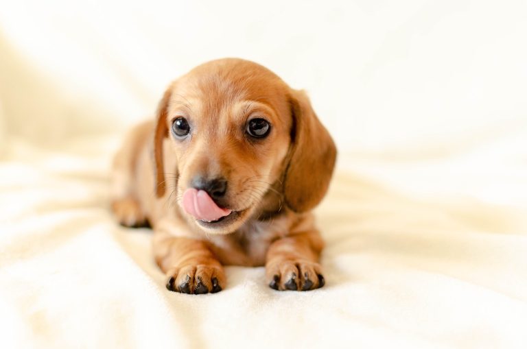 4 races de chien qui sont les plus énervantes