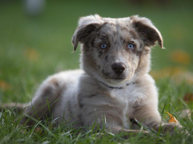 4 races de chien les plus vendues en 2022