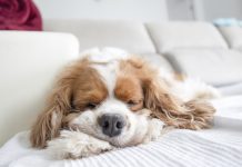 races de chien prédisposées maladies génétiques