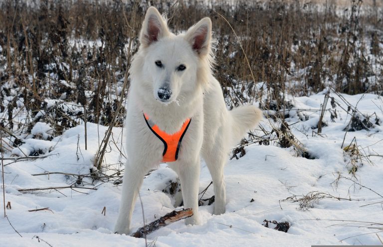 races de chien pouvez emmener en randonnée