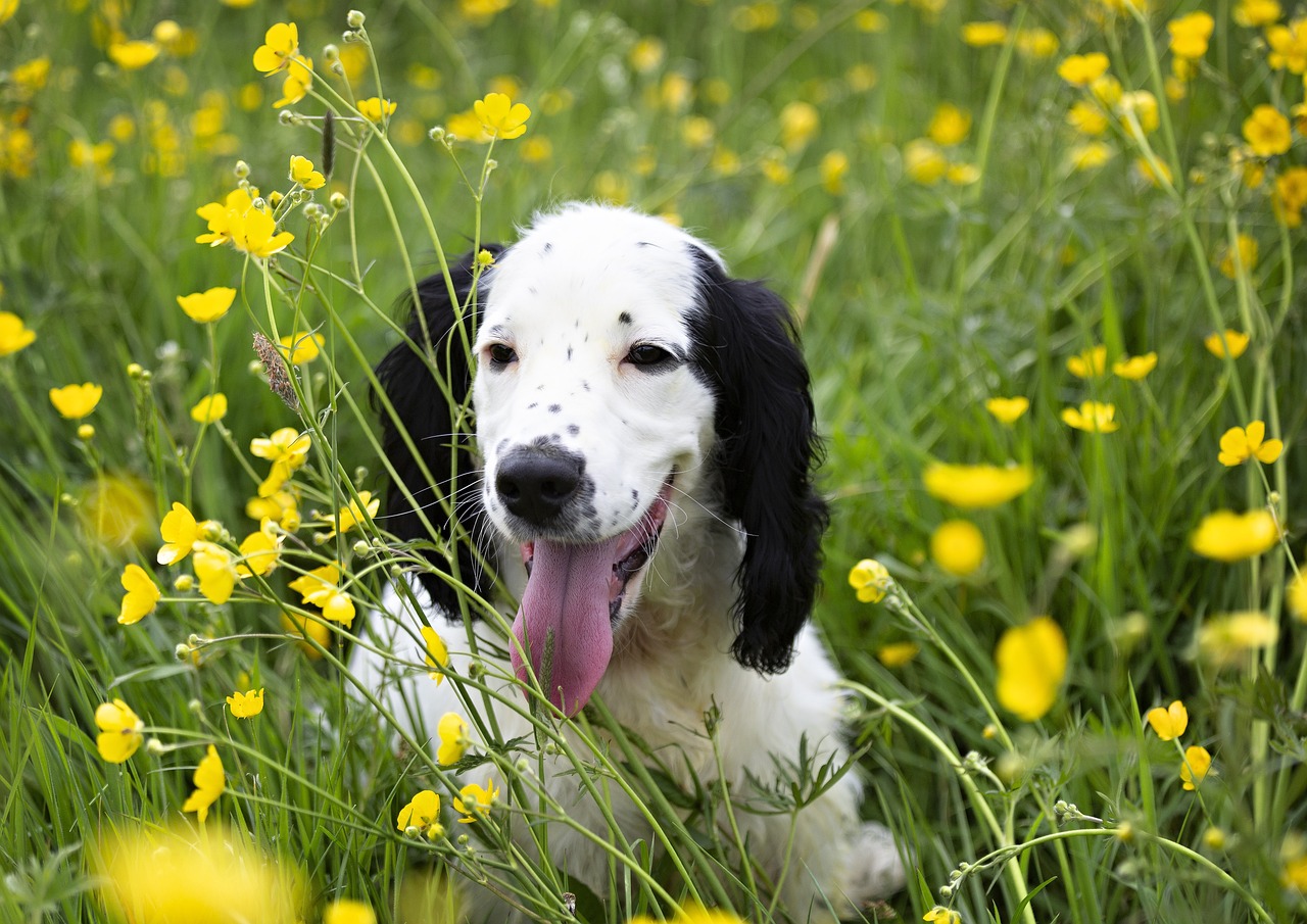 races de chien remettre en cause autorité