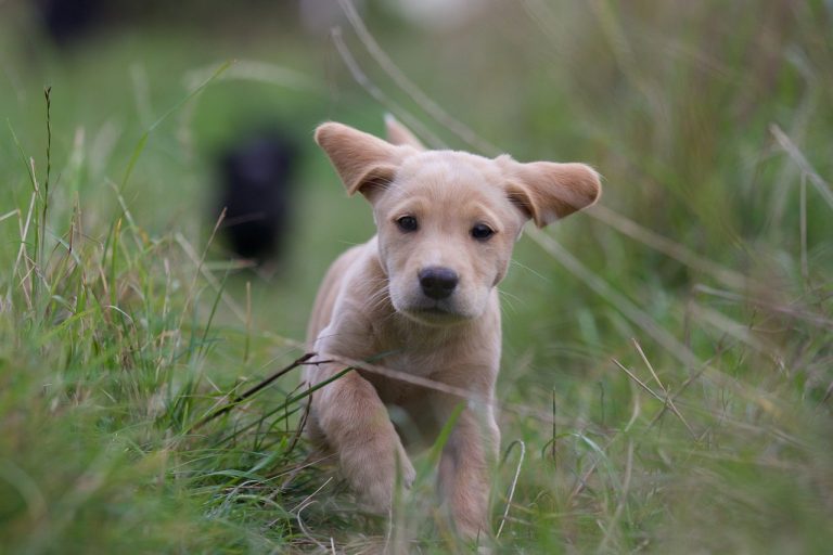 Voici 10 races de chien qui aiment se faire remarquer 