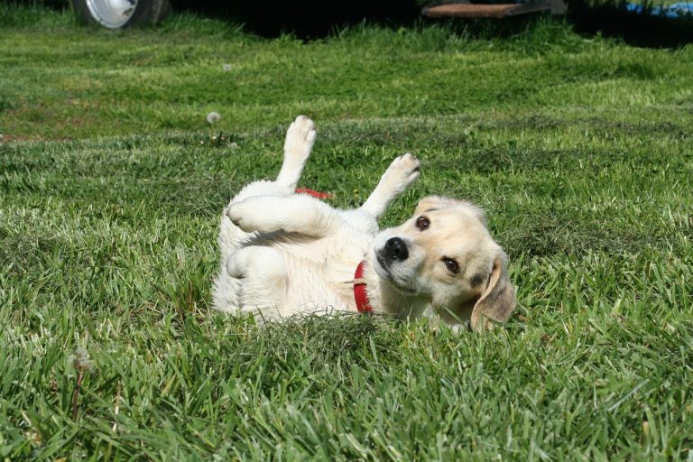 4 races de chien qui sont surexcitées
