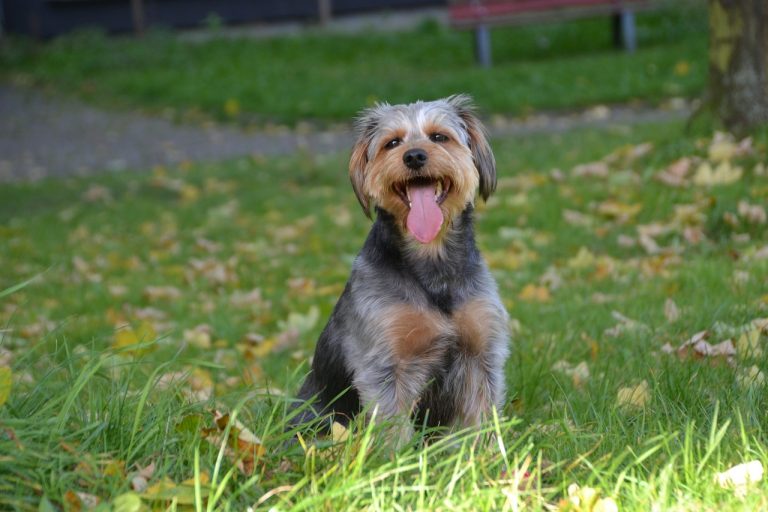 4 races de chien qui vont tester vos limites