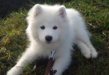 races de chien les plus turbulentes