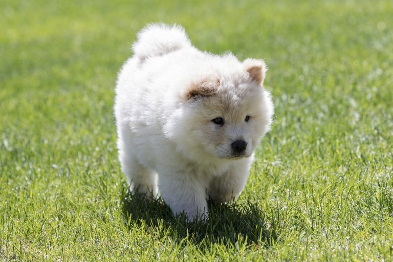 4 races de chien qui muent à chaque changement de saison
