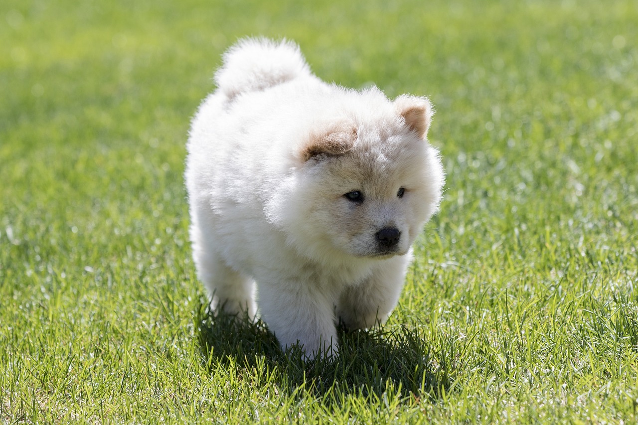 races de chien muent à chaque saison