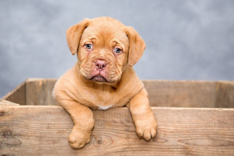 4 races de chien qui ne bougent pas d’une oreille