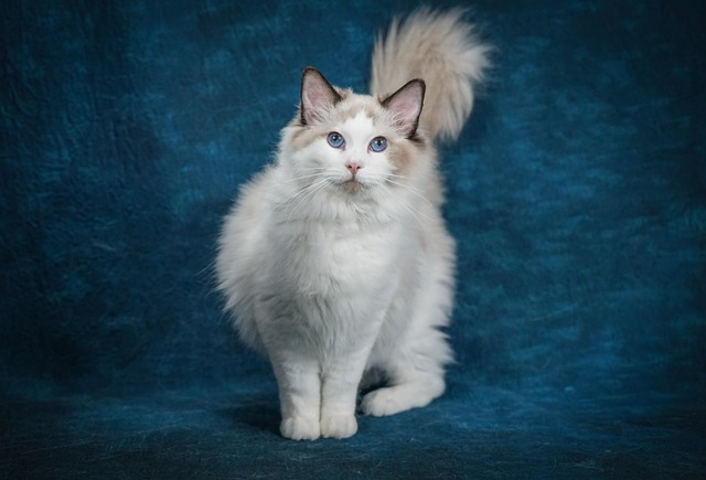 ragdoll boule d'amour