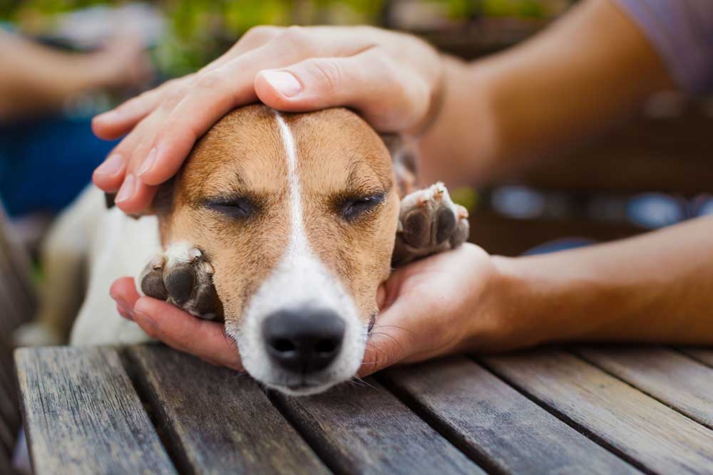 Salmonellose du chien