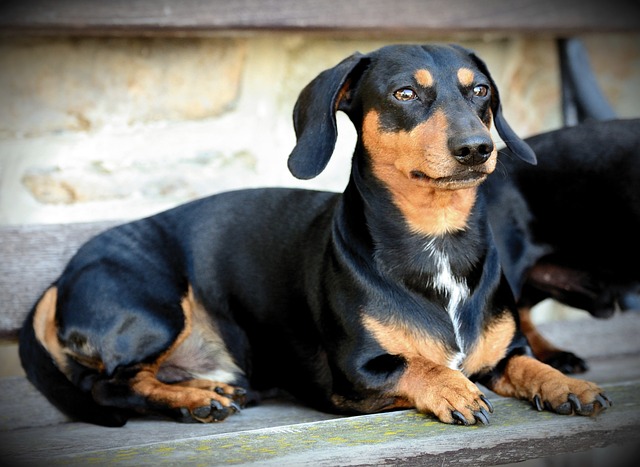 race de chien teckel