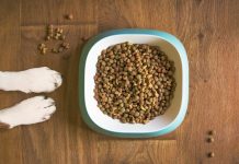 aliments conçus pour votre chien surpoids