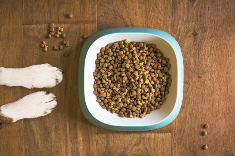 Les aliments conçus pour votre chien ! La nourriture pour votre animal en surpoids