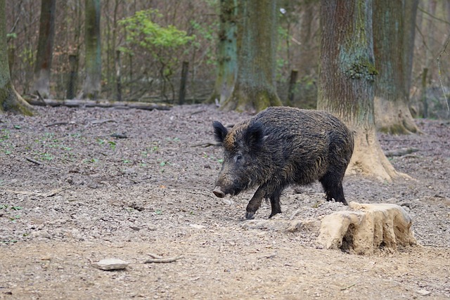 animal commençant par la lettre S