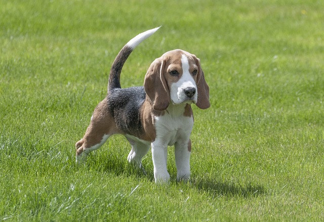 chiot Beagle dans l'herbe