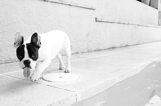 Bouledogue français