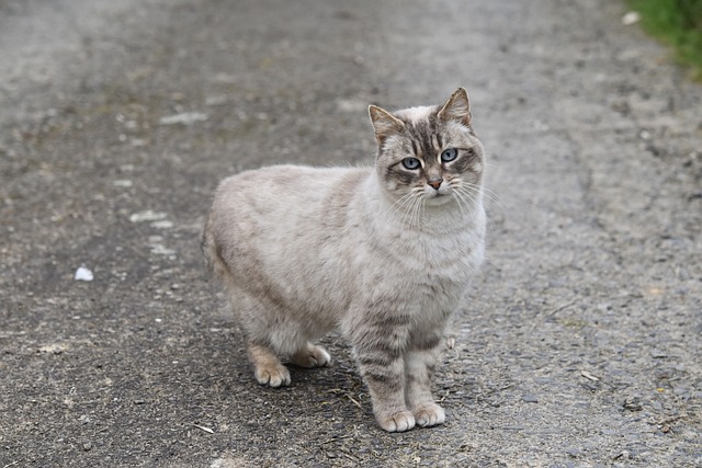 chat ave santé de fer