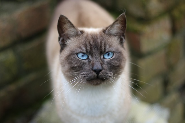 chat besoin de se sentir aimé