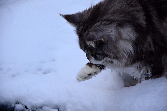 chat peu vivre dehors en hiver