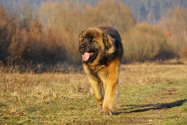 chien force de la nature