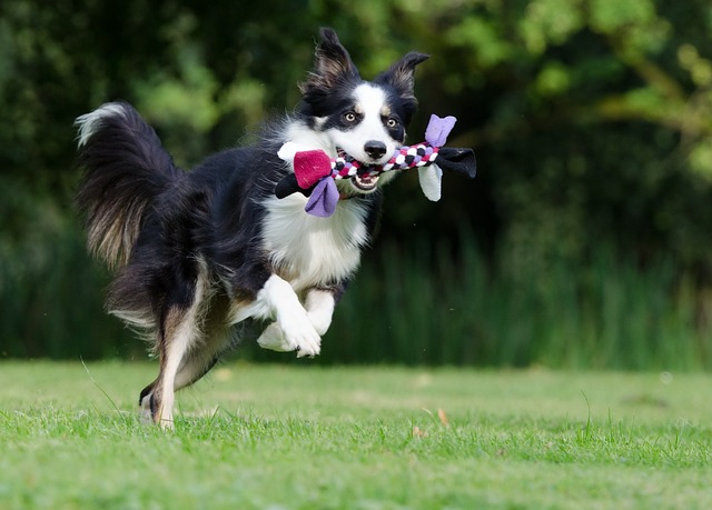 chien joie de vivre