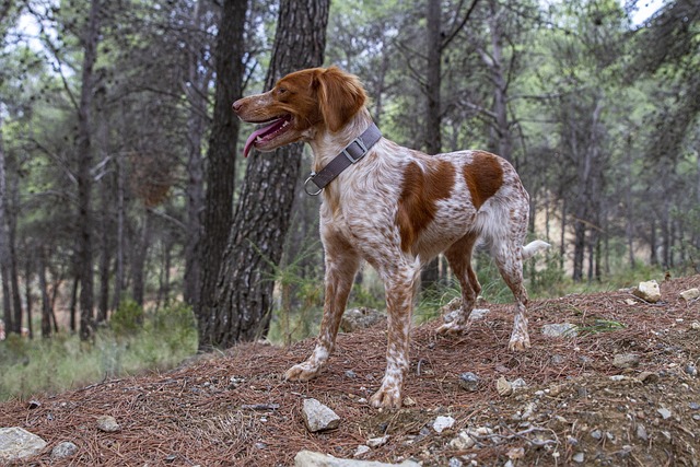 chien originaire de France