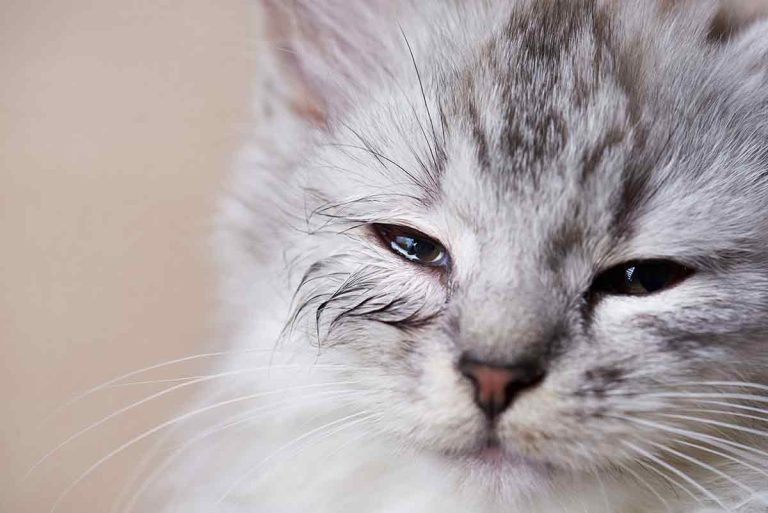 Chlamydiose du chat : quels sont ses signes et ses causes ?