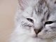 Chlamydiose du chat