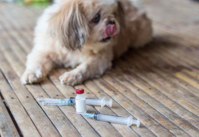 Diabète chez le chien : symptômes, causes et prise en charge