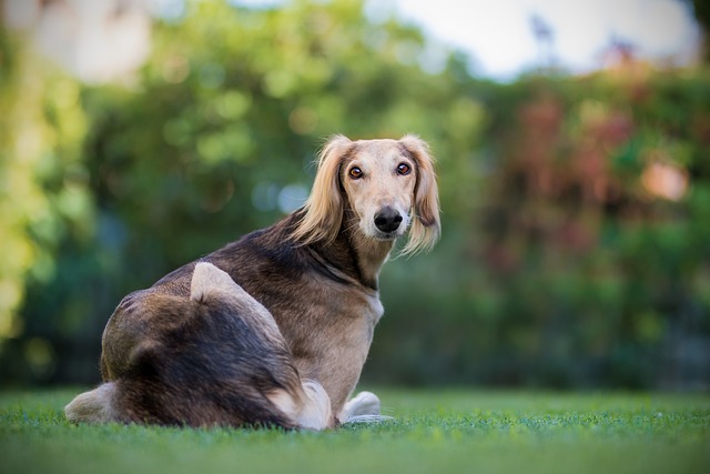 jolie race de chien