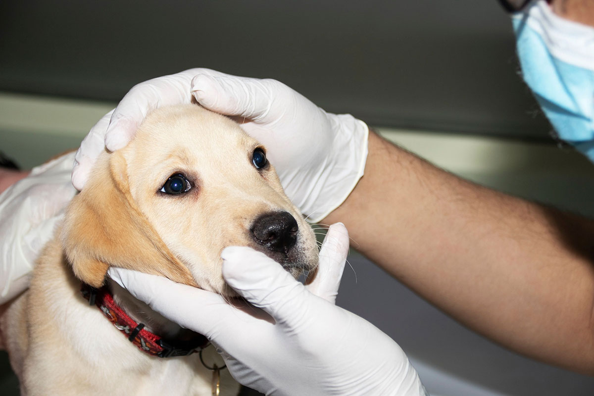 maladie de Carré chez le chien