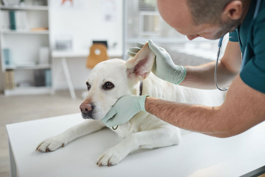 maladie de carré chez le chien