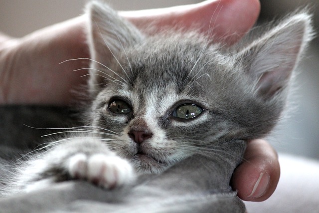 parler à son chat