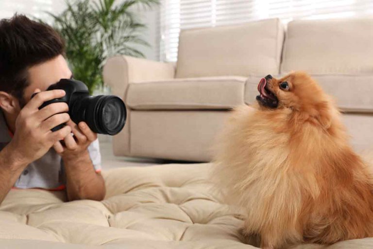 plus belles races de chien au monde