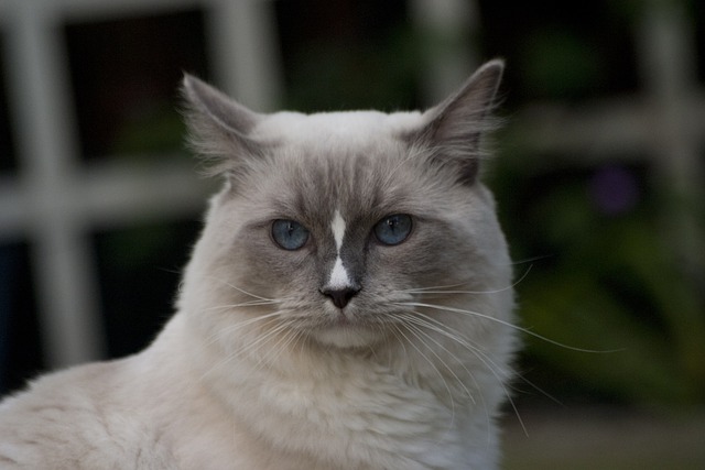 race de chat besoin de compagnie