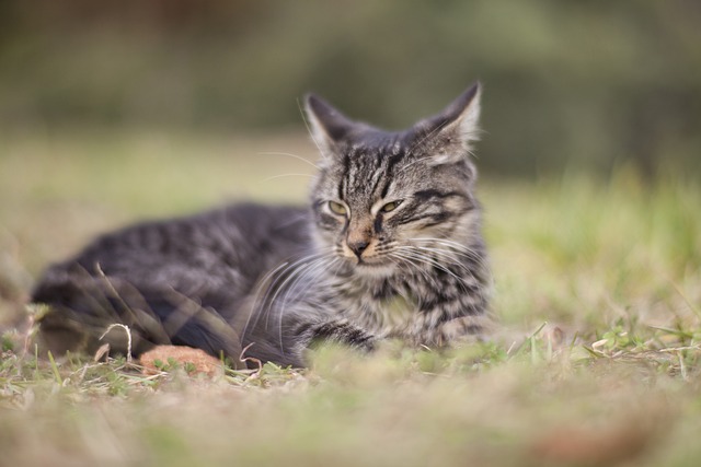 race chat mal aimée