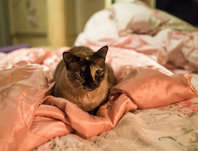 race de chat plus malicieuse