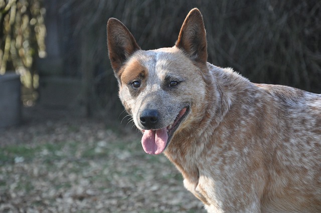 race chien excellente constitution