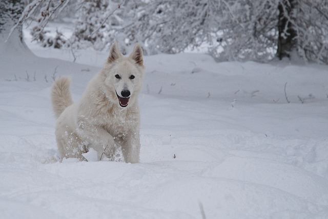 race de chien dehors hiver
