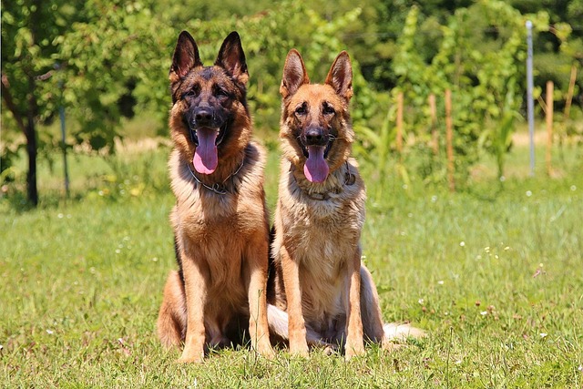 race chien dissuader les intrus