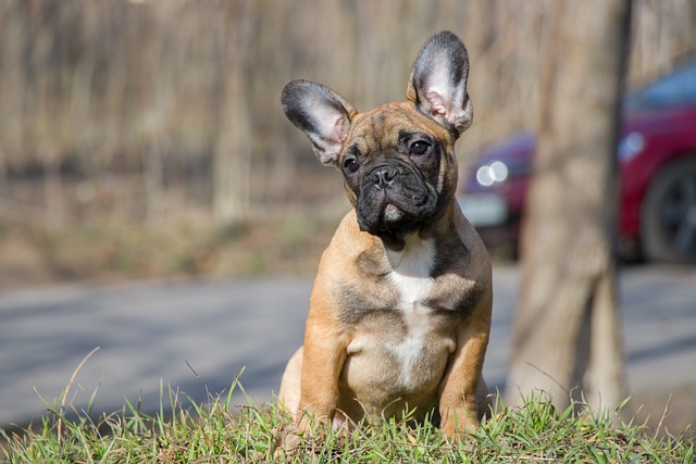 race chien compagnie humains