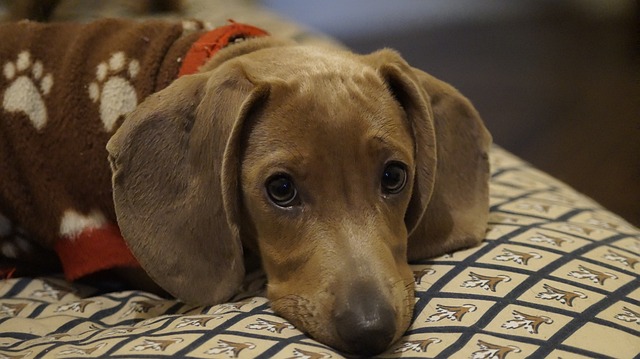 race de chien idéale personne qui vive seule