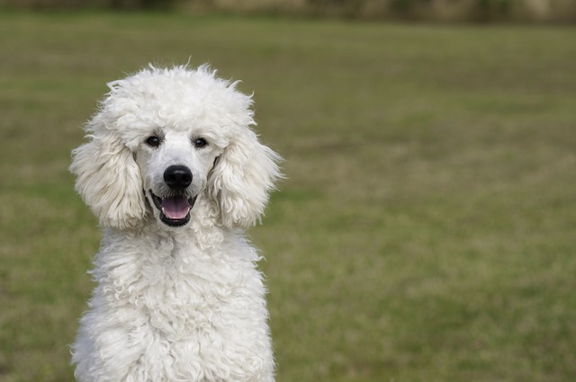 races chien joie vivre