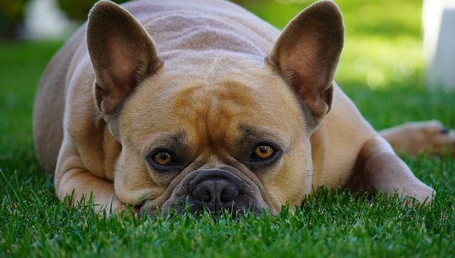 race chien paresseuse