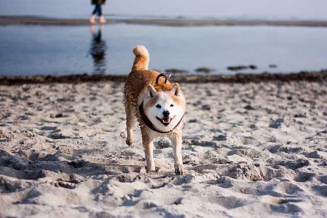 race chien personne dynamique