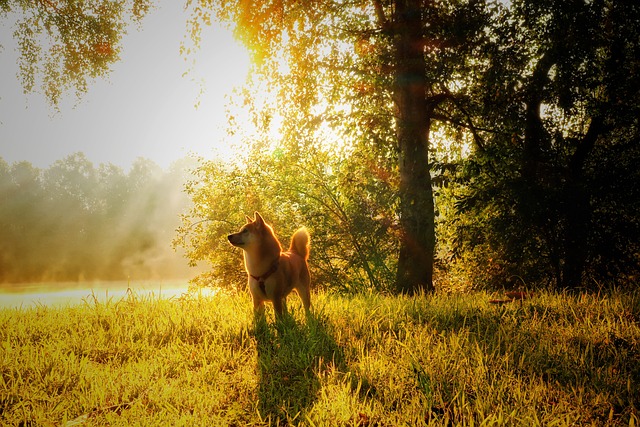 race chien qui vont essayer de s’enfuir