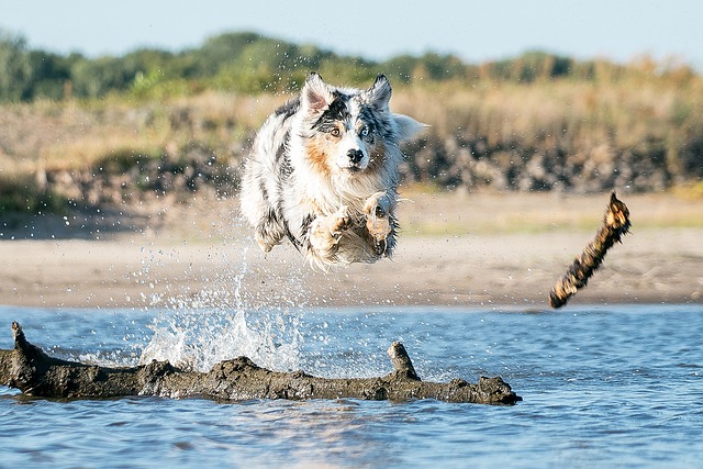 race chien survoltée