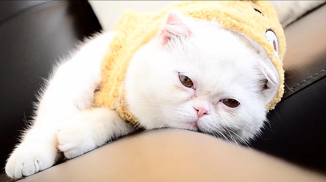 race de chat bonne pate